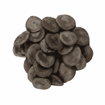 Premium Export Grade Raw Nux Vomica Seeds Strychnos Nux Vomica Pack by Ayushalya Store