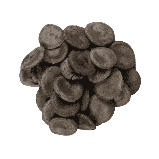 Premium Export Grade Raw Nux Vomica Seeds Strychnos Nux Vomica Pack by Ayushalya Store